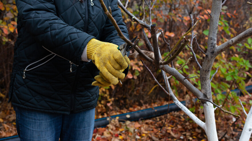 Jesenje mjere njege u voćnjacima - šta se sada radi?