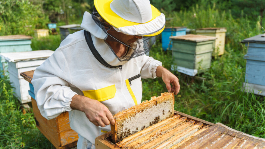 Najviše vodećih pčelara u Hrvatskoj dolazi iz jedne županije, evo koji su to