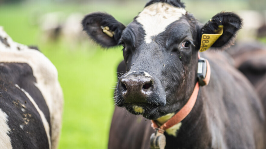 GPS ogrlice umjesto žičane ograde: Nova pravila za ispašu stoke u Danskoj