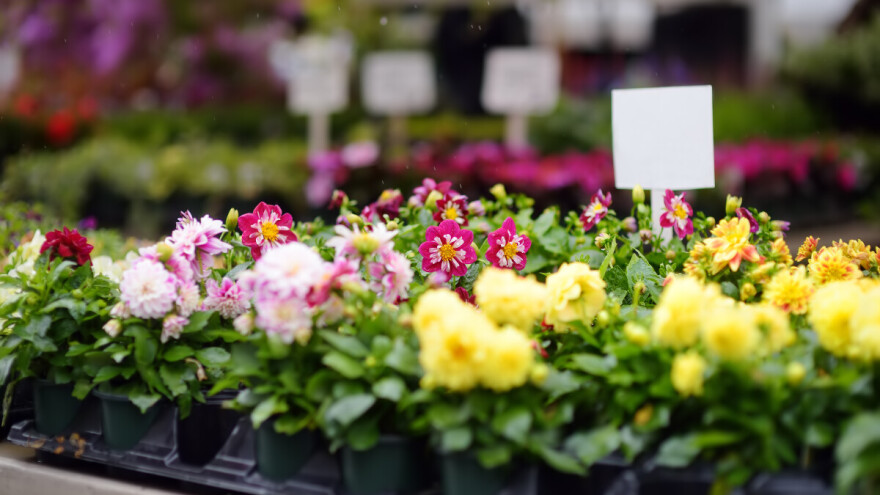 Proljetni sajam sadnica i cvijeća ovog vikenda u Vukovaru