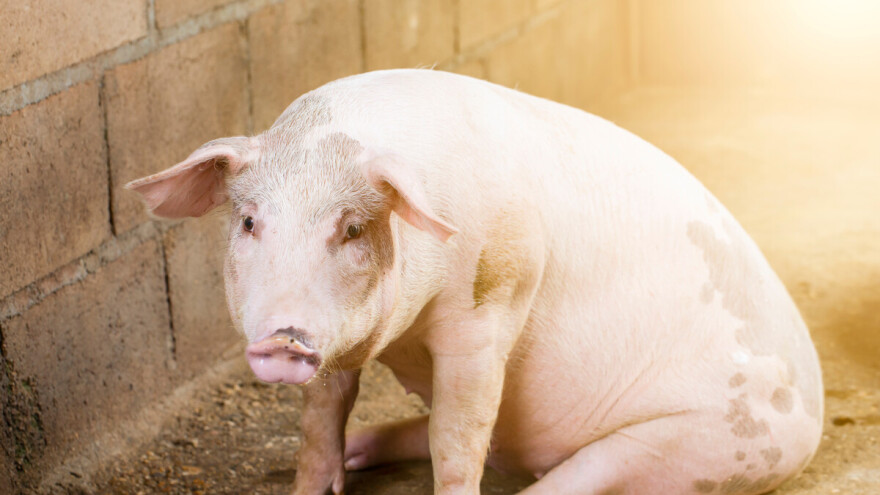 ASK potvrđena na području Loznice - upućen apel uzgajivačima svinja  i lovcima