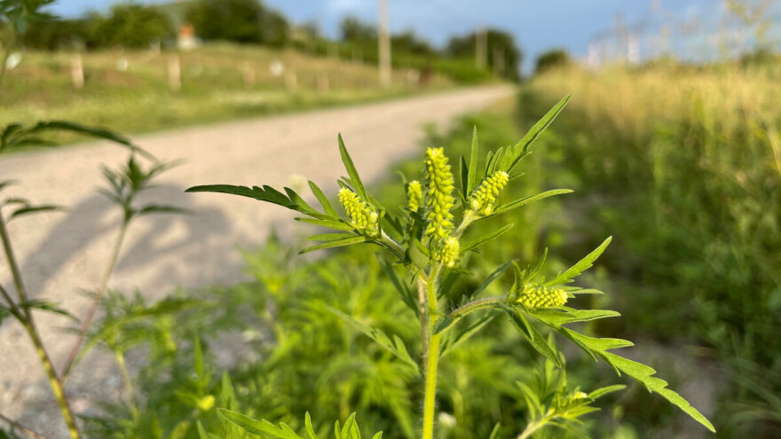 Mere protiv ambrozije: Lokalne samouprave dužne da preduzmu hitne aktivnosti