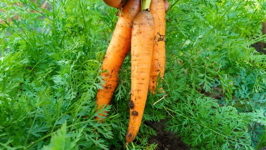 Uzgoj šargarepe i peršuna u negrejanom plasteniku za ranu berbu