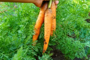 Uzgoj mrkve i peršina u negrijanom plasteniku za ranu berbu