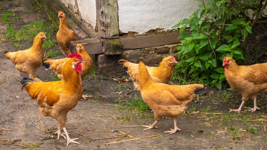 Ptičja gripa u Belgiji: Eutanizirat će 55.000 pilića