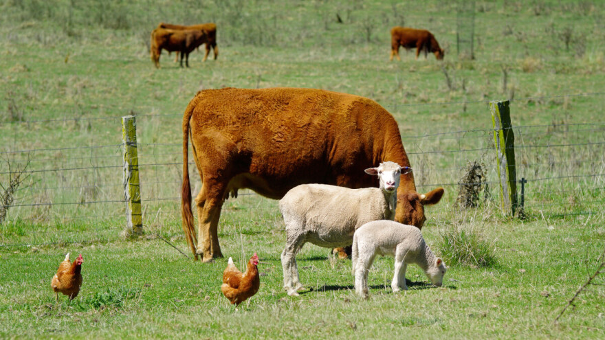 Stručnjaci upozorili na bolest plavog jezika: BiH mora hitno pojačati DDD mjere