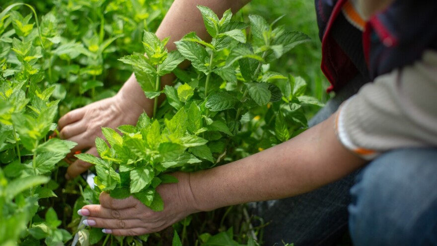 Biljni čajevi iz bašte - berba, sušenje i čuvanje lekovitog bilja u novembru