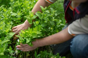 Biljni čajevi iz vrta - berba, sušenje i čuvanje ljekovitog bilja u studenom