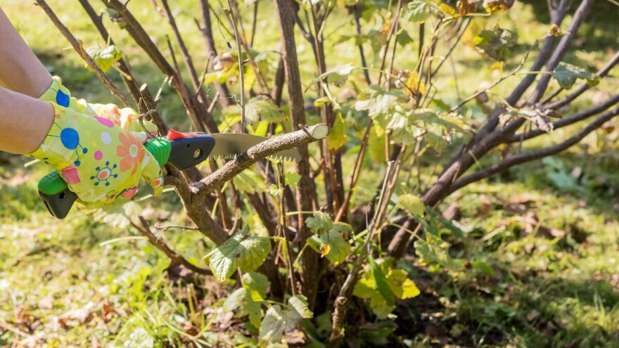 Šta orezati sada, a šta ostaviti za proljeće?