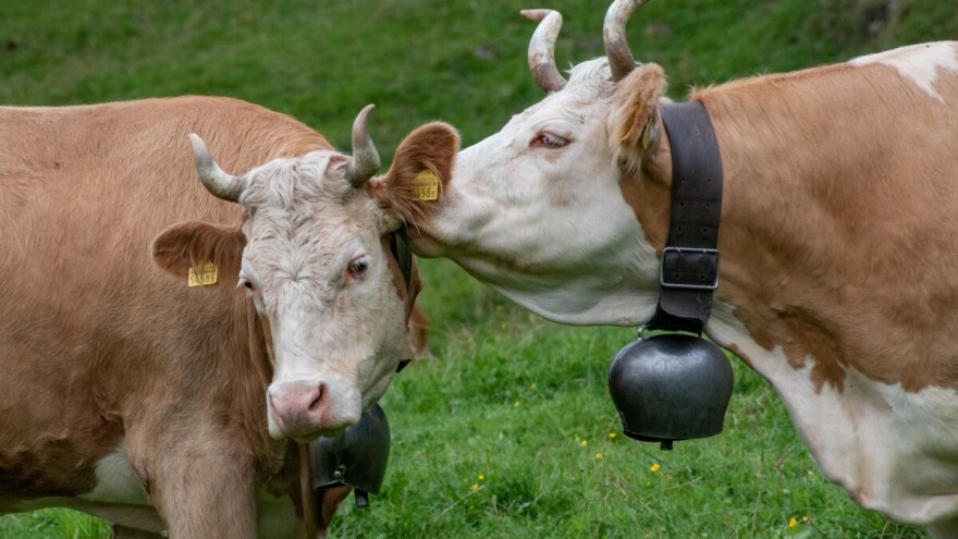 Žele zabraniti zvona na kravama - mještani se pobunili