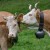 Žele da zabrane zvona na kravama - meštani se pobunili
