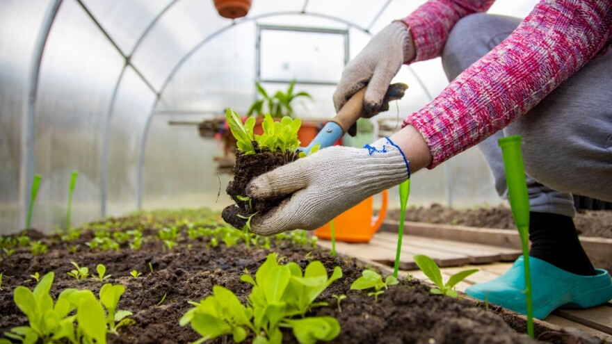 Kako do zdravih presadnica: priprema, zaštita i primjena prirodnih preparata