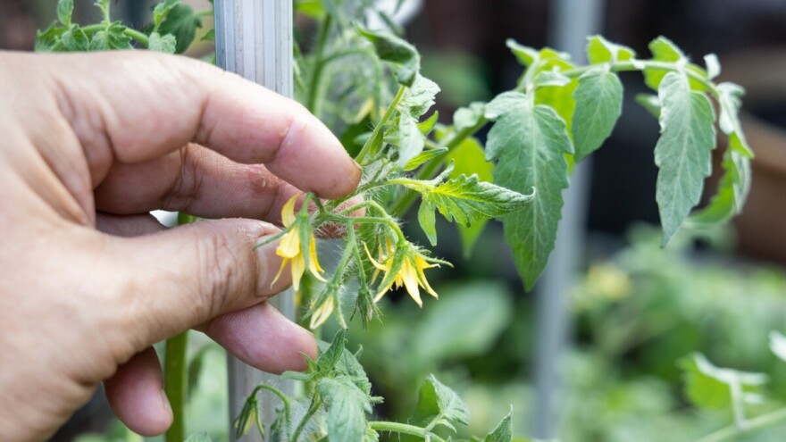 Povrće cvjeta, ali se ne zameće plod - koji su razlozi?