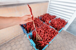 Koje su prednosti parafinisanja kalemova vinove loze?
