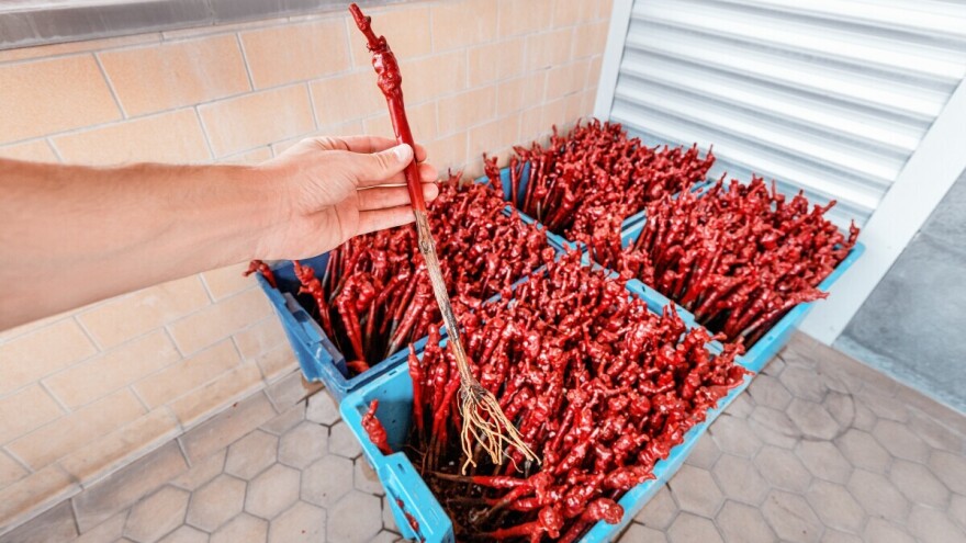 Koje su prednosti parafinisanja kalemova vinove loze?