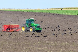 Osmislili sredstvo koje odbija ptice od sjemena kukuruza
