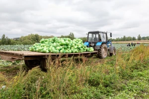 Dobra cijena kupusa ove sezone, ali rod podbacio