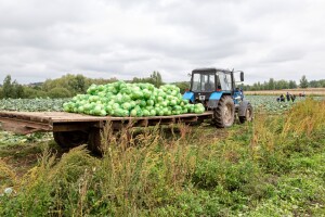 Dobra cijena kupusa ove sezone, ali rod podbacio