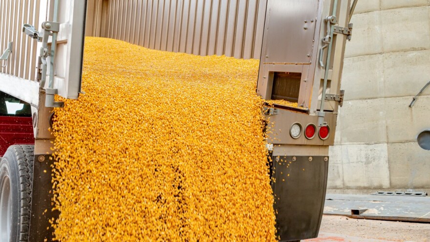 Kukuruz novog roda -  18,35 din/kg bez PDV-a