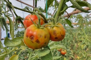 Proizvođači paradajza, pripazite na plamenjaču: Savjetodavci dali preporuke