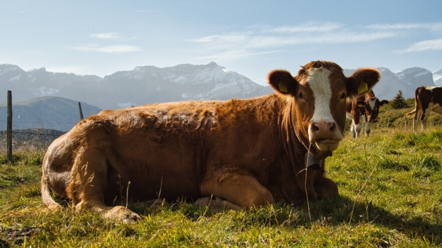 Nakon Srbije, prvi slučaj bolesti plavog jezika potvrđen i u Hrvatskoj
