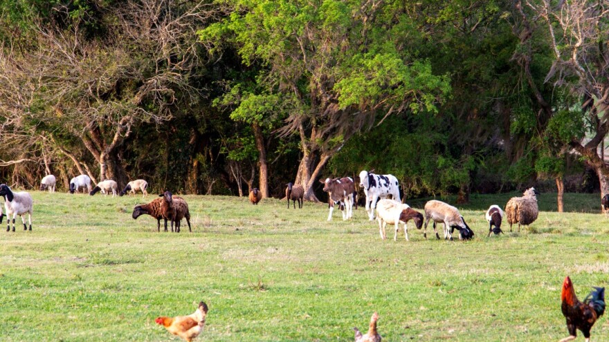 Kojih 10 zemalja EU prednjači u eko proizvodnji? Jedna koristi 27% poljoprivrednog zemljišta