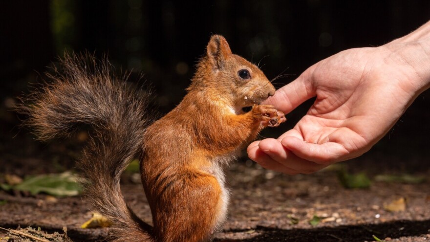 Veverica u verovanjima: Nosi dobre vesti, simbol je rada i dobrog planiranja
