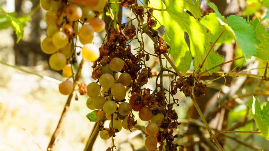 Isplaćeno 8,5 milijuna eura za sektore pogođene prirodnim nepogodama u 2024.