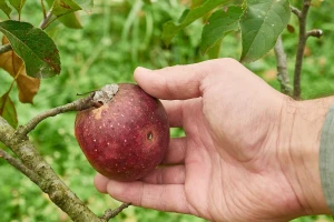 Crv i nepravilan izgled voća ne znači da su to ekološki proizvodi. Kako ih uopšte prepoznati?