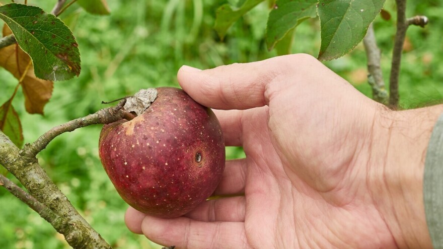 Crv i nepravilan izgled voća ne znači da su to ekološki proizvodi. Kako ih uopšte prepoznati?