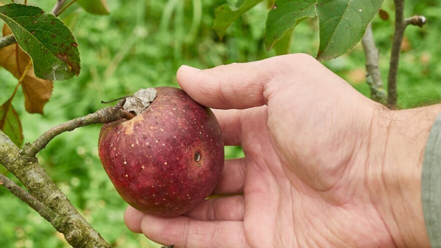 Crv i nepravilan izgled voća ne znači da su to ekološki proizvodi. Kako ih uopće prepoznati?