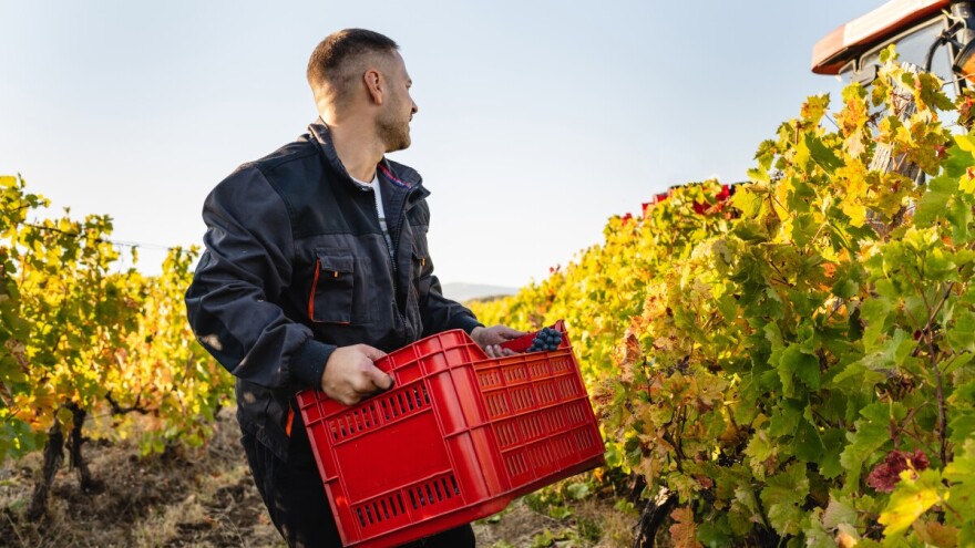 Berba grožđa u Hercegovini kreće u uobičajenom terminu: Cijena iznad 2 KM