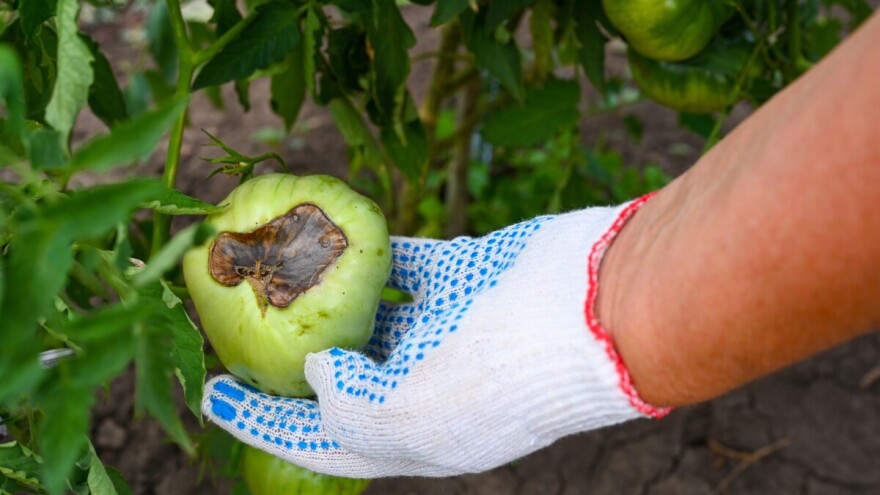 Evo 8 razloga zašto dolazi do pojave vršne truleži