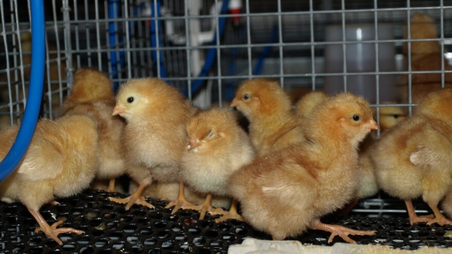 Cijepili piliće protiv ptičje gripe - jesu li cjepiva učinkovita na nesilicama?