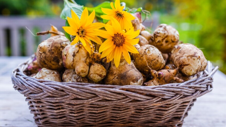 Čičoka - gomolj hranjiviji od krumpira