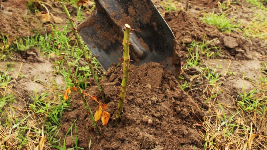 Kako pripremiti ruže za mirovanje: Prihranite, očistite i nagrnite