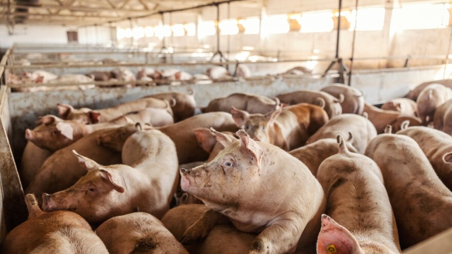 Otkup tovnih svinja i po 180 din/kg, jagnjad dostigla cenu od 600 din/kg