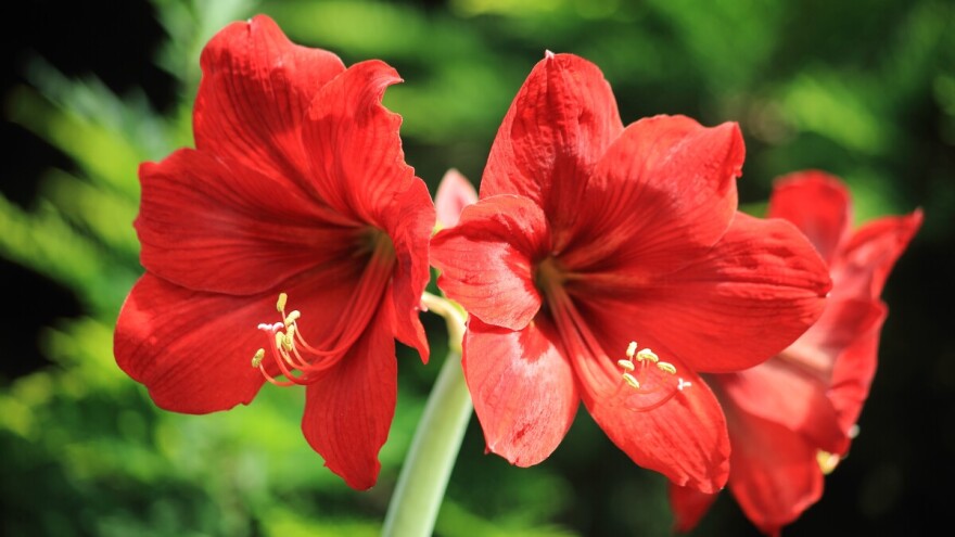 Amarilis - cvatnja ususret zimi