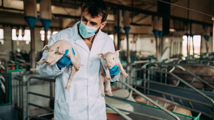 Proizvodnja u EU ista, a cijena svinjskog mesa pada - kako pomoći domaćem sektoru?