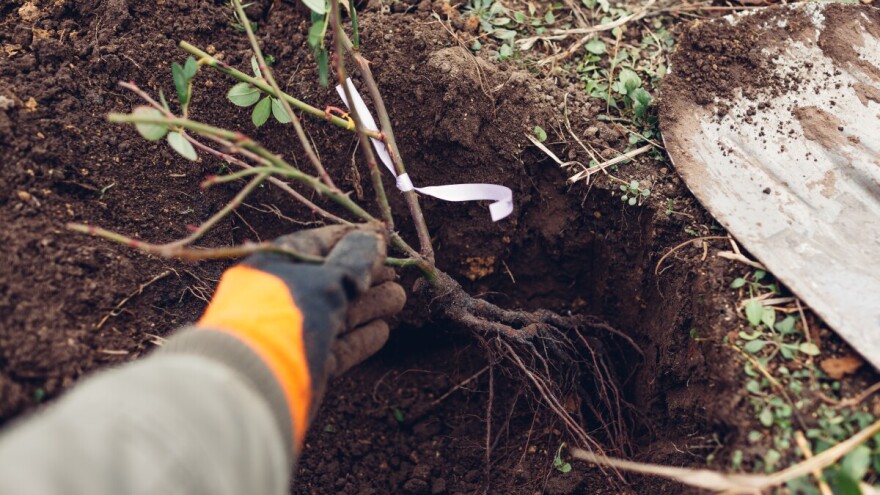 Sadnja ruža na jesen je bolja od prolećne - kako je obaviti i na šta paziti?