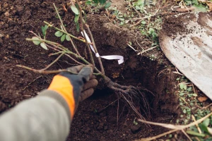 Sadnja ruža u jesen je bolja od proljetne - kako je obaviti i na šta paziti?