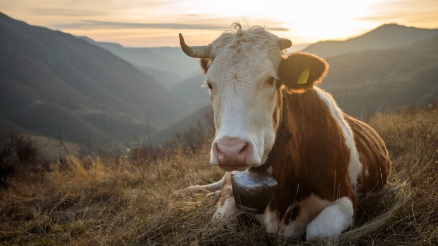 Švicarski sud presudio, krave smiju nositi zvona i po noći