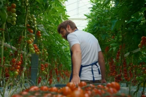Kako je Kanada postala jedan od najbrže rastućih izvoznika voća i povrća u svetu?