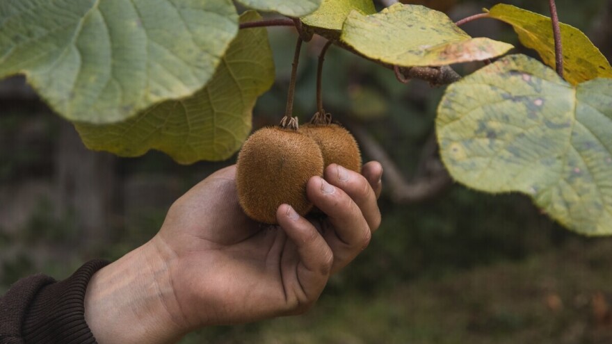 Pitali smo stručnjake: Kivi trebamo jesti cijeli sa korom?