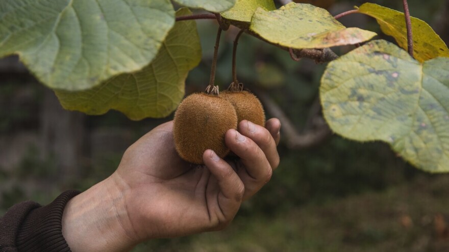 Pitali smo stručnjake: Kivi trebamo jesti cijeli s korom?