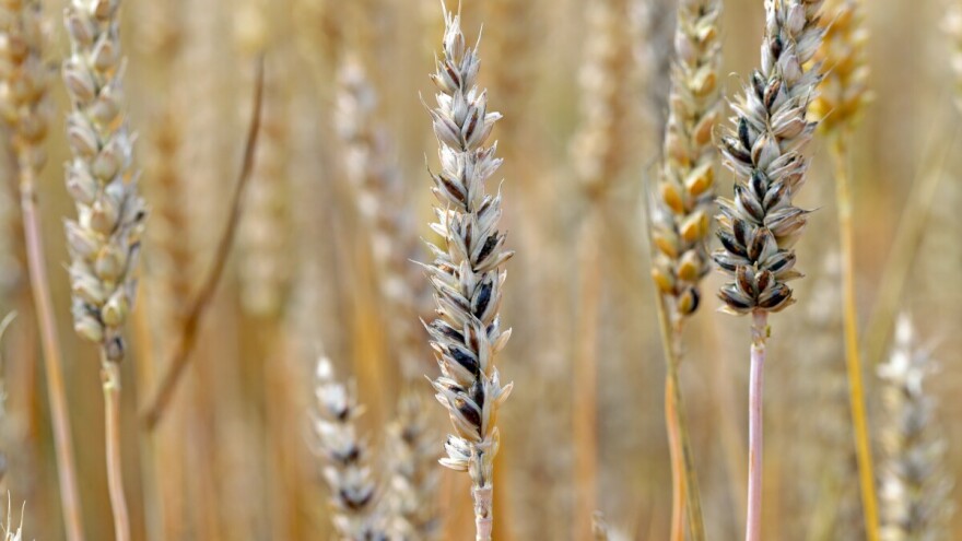 Kako se boriti protiv glavnice pšenice?