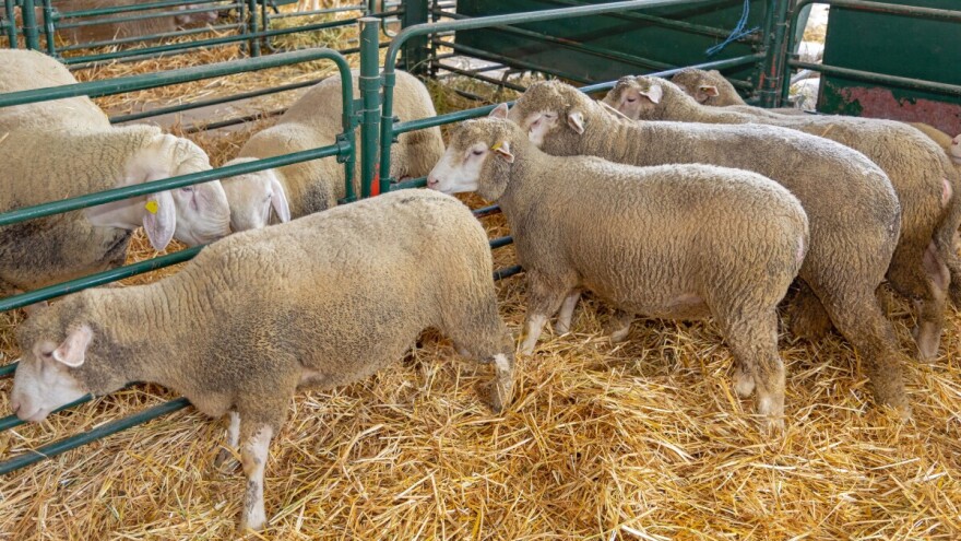 Jagnjad do 550 din/kg, telad do 830 din/kg