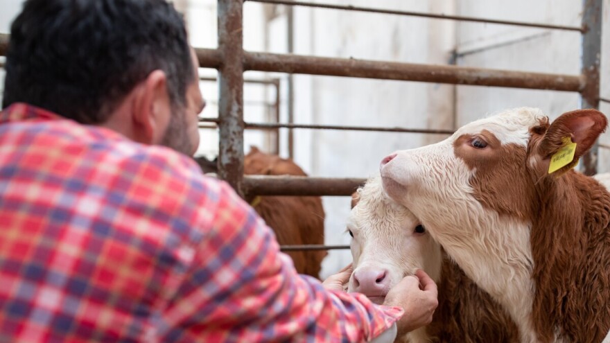 Oboren rekord: Telad dostigla cenu od 1.000 din/kg