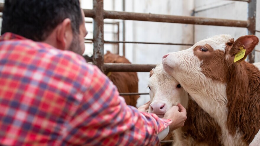 Telad do 1.050 din/kg, nastavljen rast cene tovnih svinja