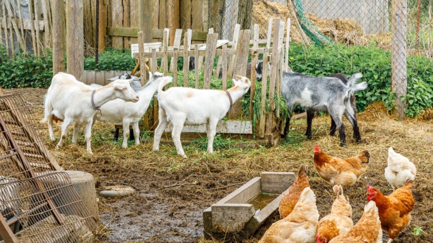 Upozorenje Ministarstva poljoprivrede o kugi malih preživara - koze u većem riziku